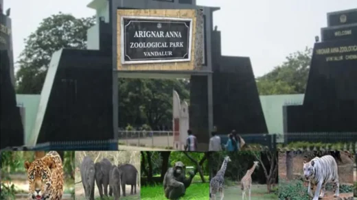 arignar anna zoological park ticket price